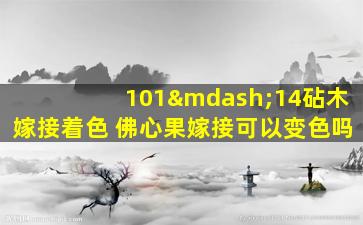 101—14砧木嫁接着色 佛心果嫁接可以变色吗